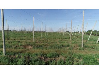 Van Buren County, Michigan Farmland - LAND AUCTION - 300+/- ACRES SPECIALTY CROP - GRAPES AND HOPS - OFFERED IN 8 TRACTS IN VAN BUREN COUNTY, MICHIGAN
